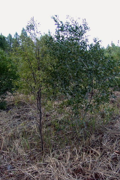 Plant de Santalum austrocaledonicum sur Acacia spirorbis (Île des Pins – Nouvelle-Calédonie) (© Jean Gérard)