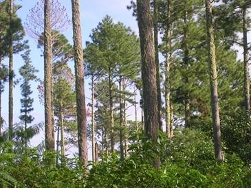Plantation de Pinus Caribaea à Tubuaî © P.Langbour