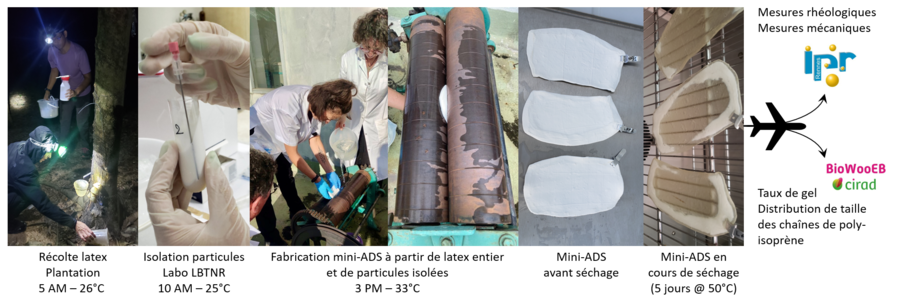 Photographic summary of the protocol for the manufacture of rubber mini-sheets, from planting to the LBTNR laboratory and analysis in Rennes and Montpellier © Céline BOTTIER & Véronique VIÉ