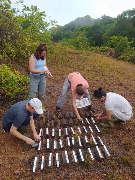 Field tests of natural durability of various Guyanese wood species. (© K. Candelier, Cirad )