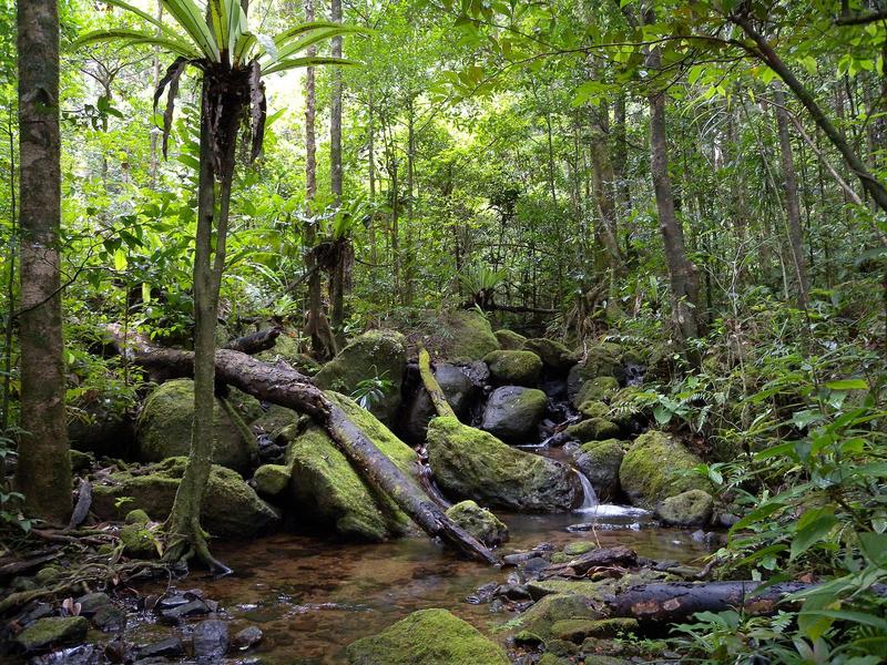 Lowland rainforest, Masoala National Park, Madagascar (© Frank Vassen, CC BY 2.0)