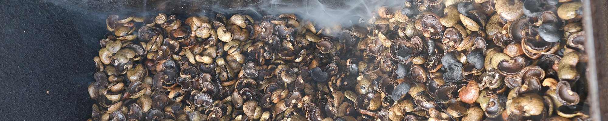 Cashew nut shells (A Chapuis)