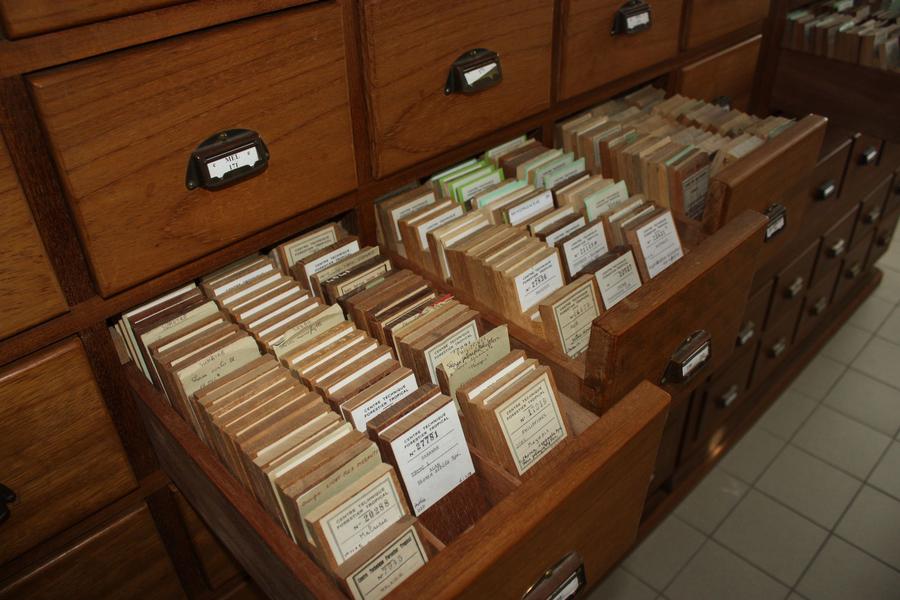 Xylothèque BioWooEB, échantillons, plaquettes de bois utilisées pour l'identification anatomique