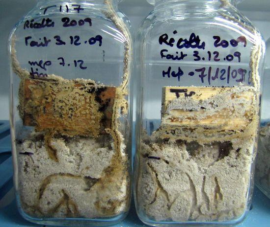 Test de résistance aux termites, laboratoire de préservation des bois (© Cirad, auteur N. Leménager)