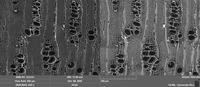 Image prise au microscope électronique d’un échantillon de charbon archéologique : plan transversal de Boscia cf. salicifolia (© Cirad)