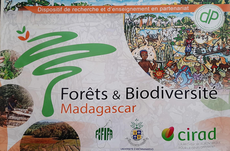 dP Forêt et Biodiversité (© Cirad, JM Commandré)
