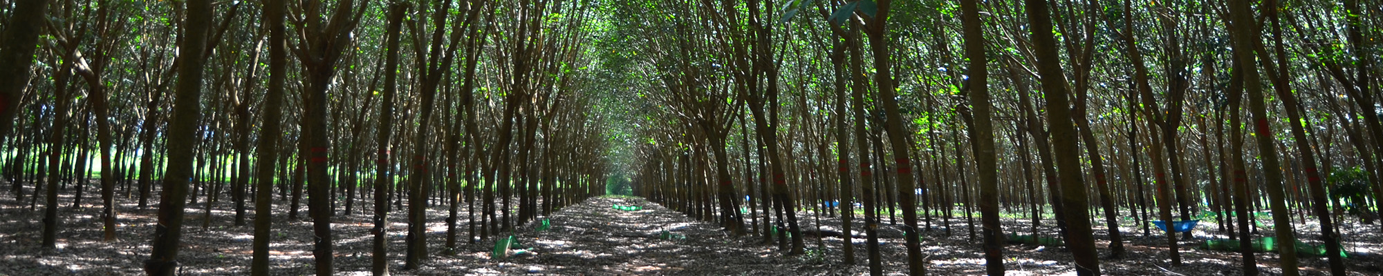 Rubber tree plantation, Chanthaburi,Thailand (C.Bottier)