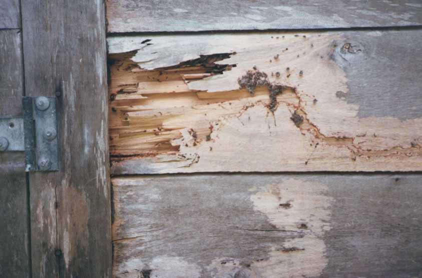 Attaque termites Nasutitermes © Cirad