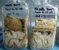 Termite resistance test, Wood Preservation Laboratory (© Cirad, auteur N. Leménager)