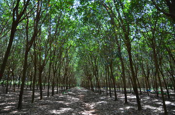 Rubber plantation Chanthaburi Thailand. © C. Bottier